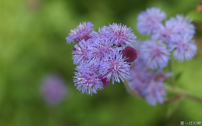 迷人的花朵圖片花卉市場 查看次數:11822