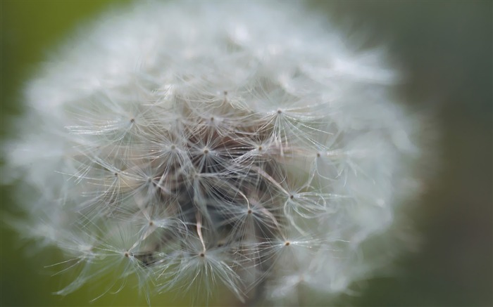 close up of dandelion Picture Views:10076 Date:2011/7/5 9:34:16