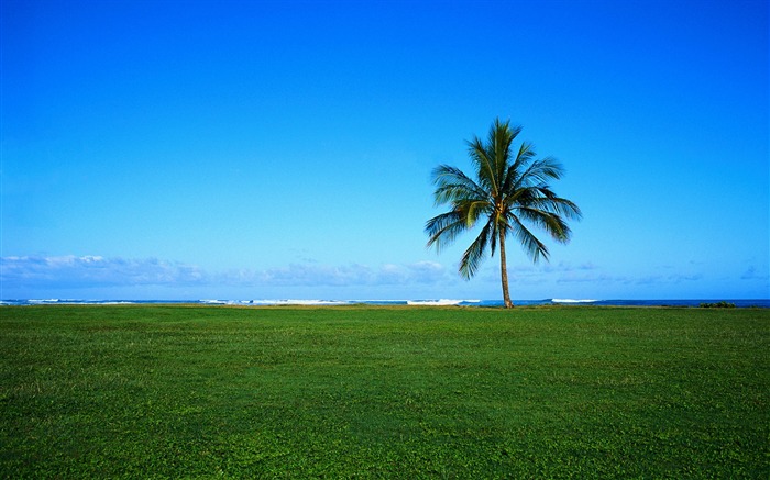 coconut trees on the coast prairie Wallpapers Views:25265 Date:2011/7/19 5:42:25