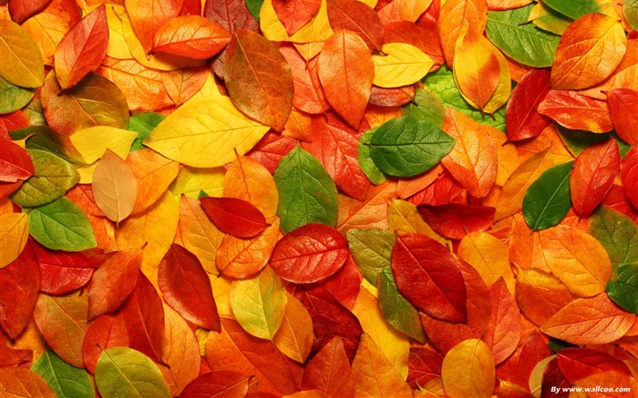 colored leaves-autumn colored leaves Views:54387 Date:2011/7/14 19:32:26