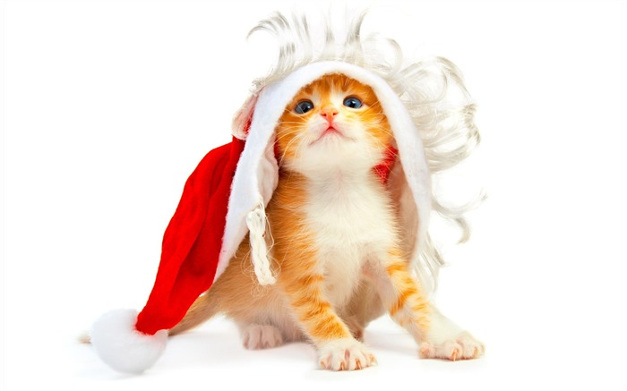 cute Christmas kitty wallpaper Views:21497 Date:2011/7/17 10:19:52