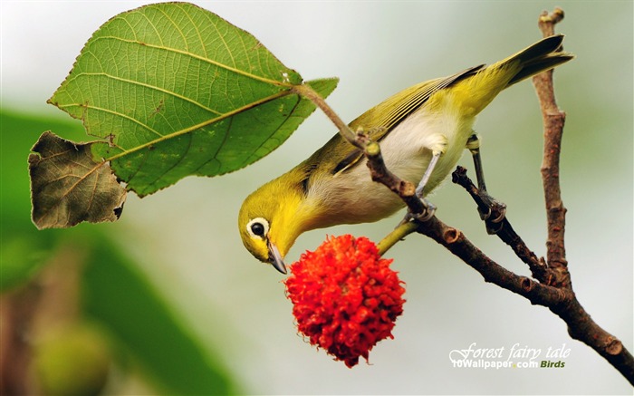 dark green-eye-feeding birds wallpaper Views:18500 Date:2011/7/8 16:33:39