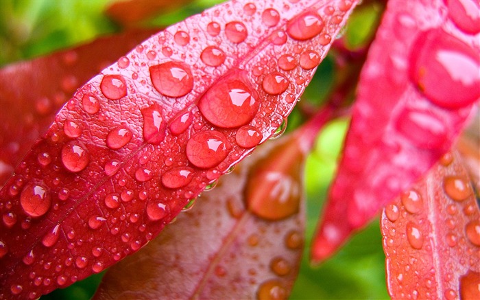 Folhas coloridas de plantas sob a macro do papel de parede Visualizações:47989