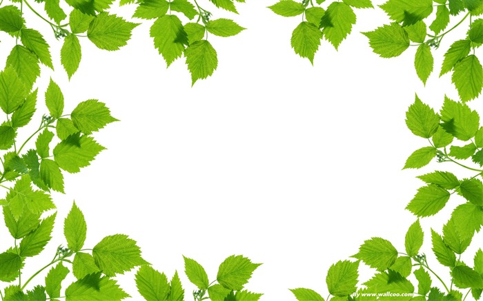 fresh green-refreshing green leaves 04 Views:27089 Date:2011/7/14 19:35:28