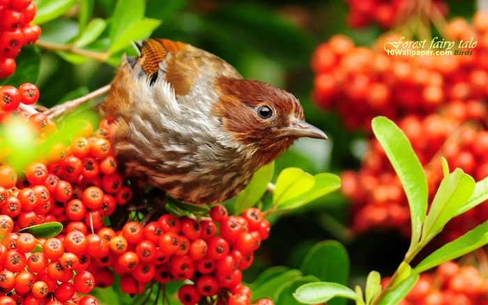 líneas ala tordo imágenes-hermoso pájaro fondo de pantalla Vistas:12650