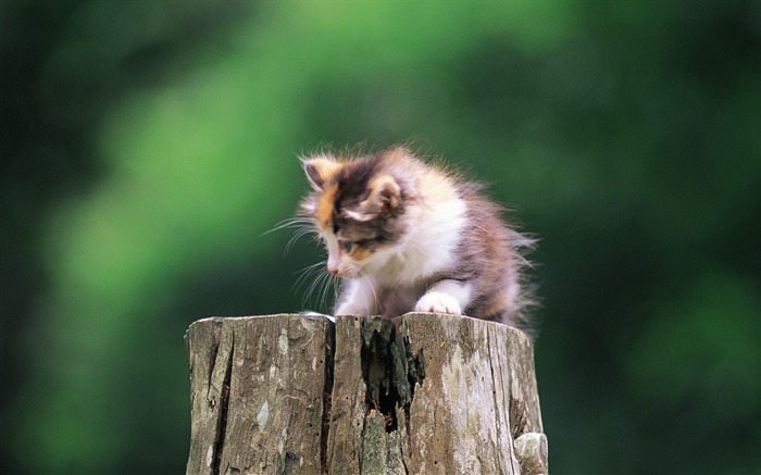 month-old cute little kitty wallpaper Views:12374 Date:2011/7/19 16:05:57