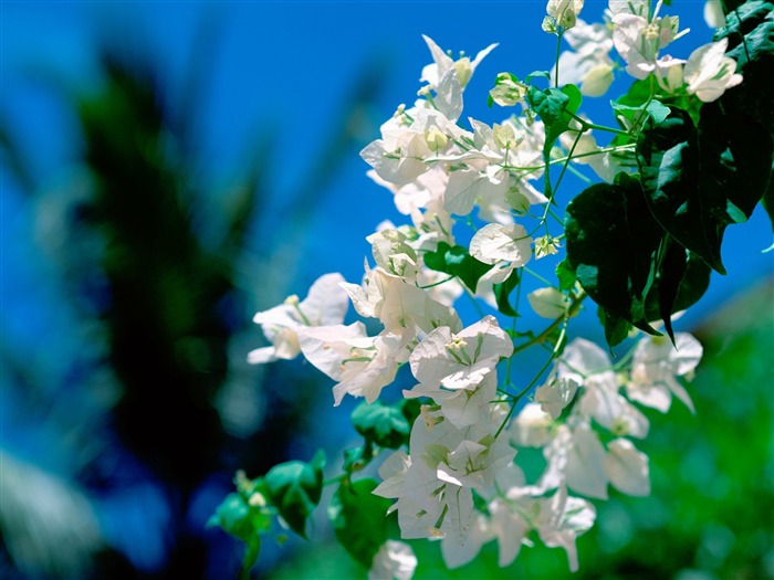 on the island of white flowers wallpaper Views:13251 Date:2011/7/29 10:34:13