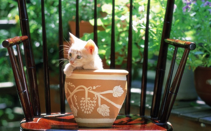 pots of kitty wallpaper 01 Views:10514 Date:2011/7/19 16:07:24