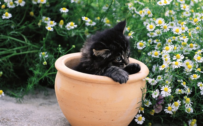 pots of kitty wallpaper Views:10117 Date:2011/7/19 16:07:08