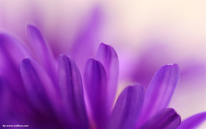 purple petals-Macro Flowers Views:15636 Date:2011/7/14 19:37:39