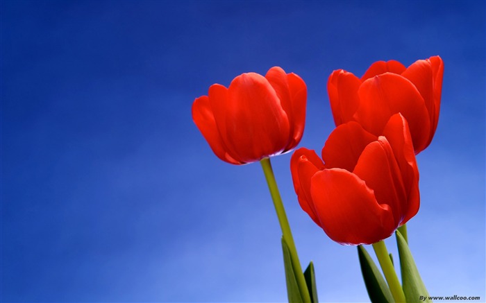 red tulips-Tulip under the blue sky wallpaper Views:47888 Date:2011/7/14 19:37:53