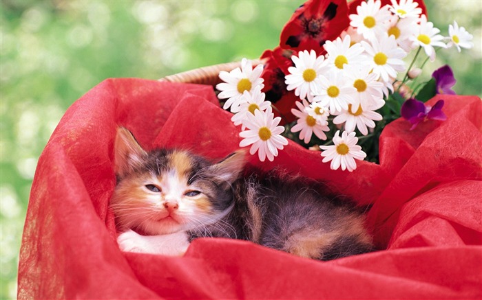 sleeping kitten wallpaper Views:11519 Date:2011/7/19 16:07:40