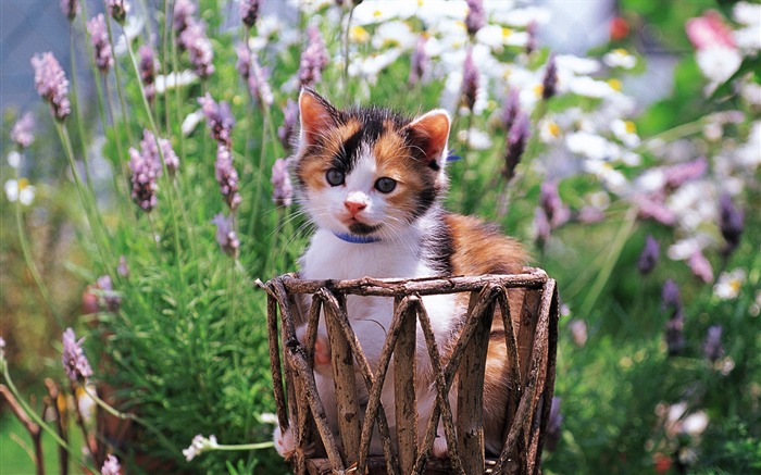 small cat-a small basket cat Views:11057 Date:2011/7/19 16:08:16