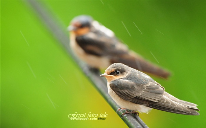 Fondo de Pantalla de Aves de Aves del bosque de primavera Vistas:12031