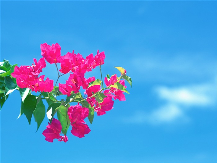 under the blue sky flowers wallpaper Views:16177 Date:2011/7/29 10:38:54