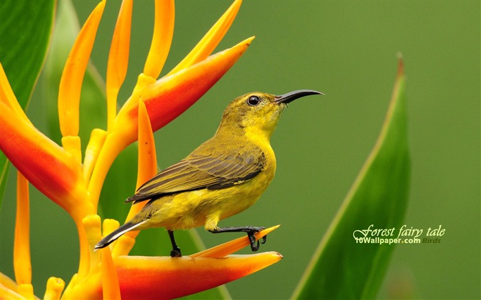 yellow-bellied sunbird female-picturesque beautiful bird wallpaper Views:20472 Date:2011/7/8 16:44:31