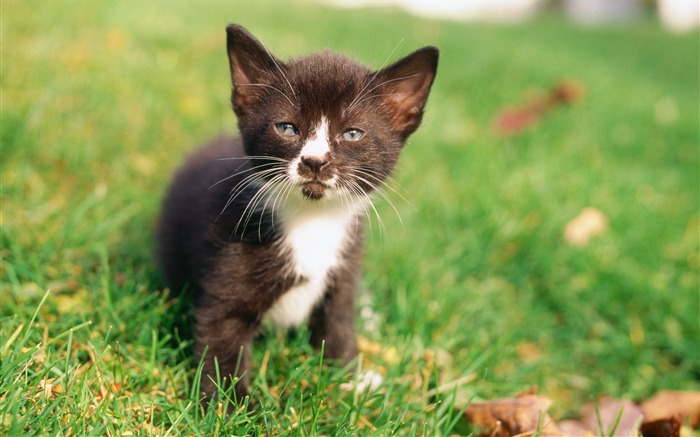 11 Papéis de Parede de gatinho de cabelo curto doméstico Visualizações:14892