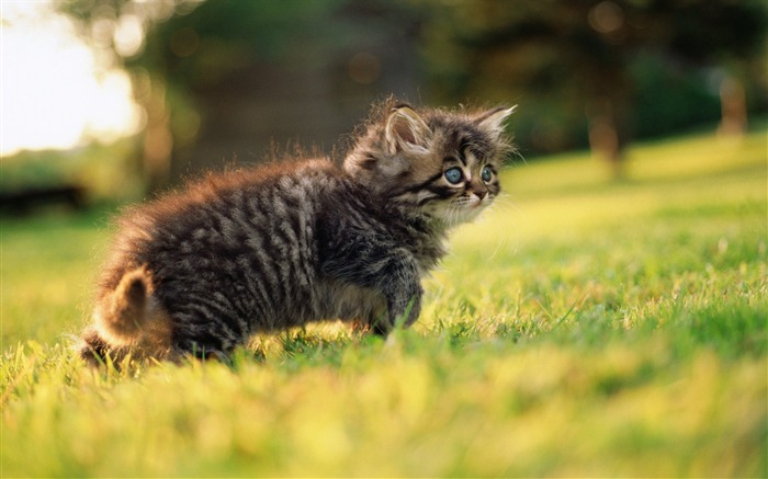 12 Fluffy Baby Kittens on Grass Views:11773 Date:2011/8/22 1:41:45