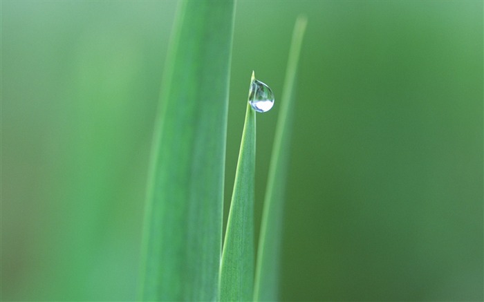 잔디 블레이드의 끝 부분에있는 12 개의 사진 -Dewdrop-Dewdrop on Grass 사진 찾아보기 :10390