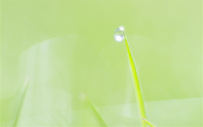 잔디 블레이드의 끝 부분에있는 13 개의 사진 -Dewdrop-Dewdrop on Grass 사진 찾아보기 :12413