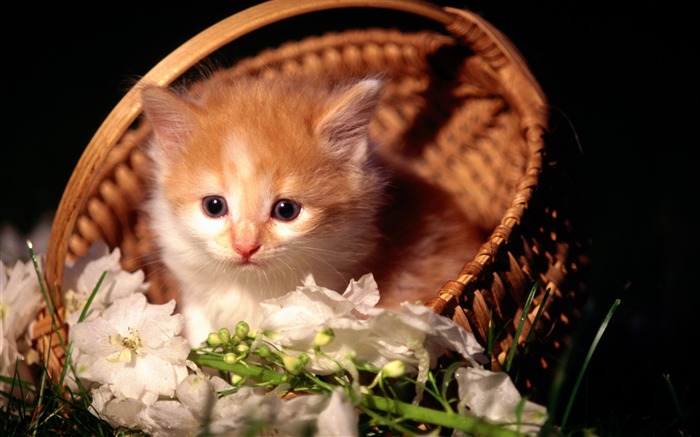 15 Fluffy Cute Kitten in a Basket Views:16426 Date:2011/8/22 2:01:44