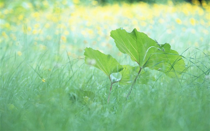 1 Enfoque suave Hojas de color verde fotos: Idyllic Green Leaves Wallpaper Vistas:15881