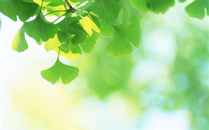 22 Foco suave hojas de ginkgo hojas de ginkgo soñadoras foto-etérea Vistas:24321