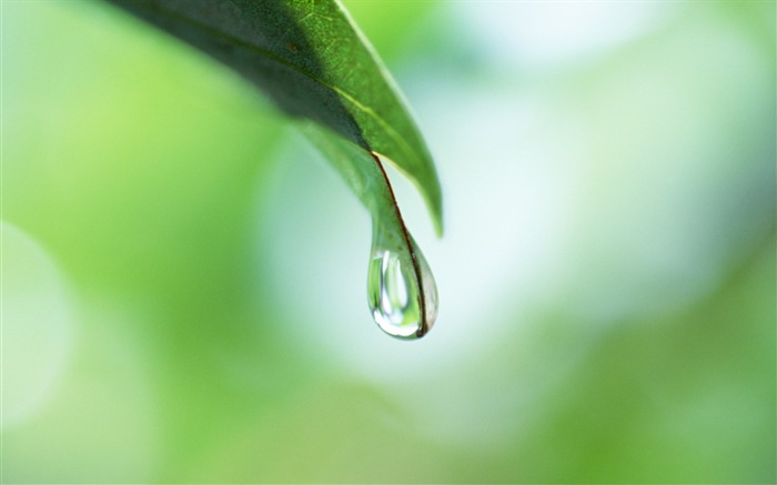 24 Foco suave hojas verdes-Gota de agua en la hoja Vistas:28615