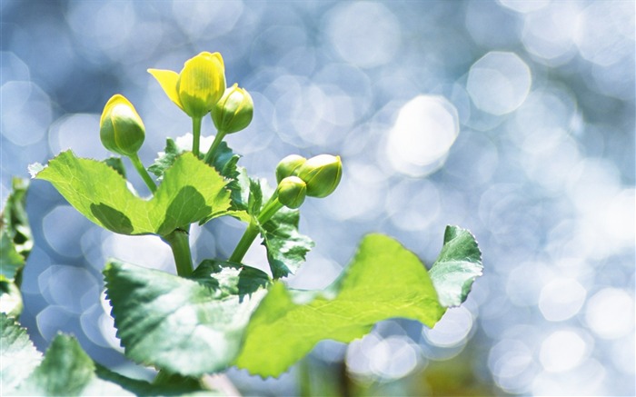 25 fotos de hojas de verde suave Focus Focus-Idyllic Green Leaves Vistas:8665