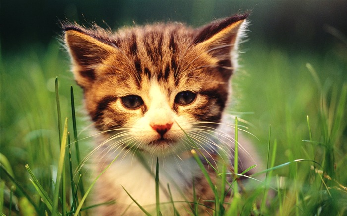 Sweet Kitty-Adorable Fluffy Baby Kittens Wallpapers Views:57054