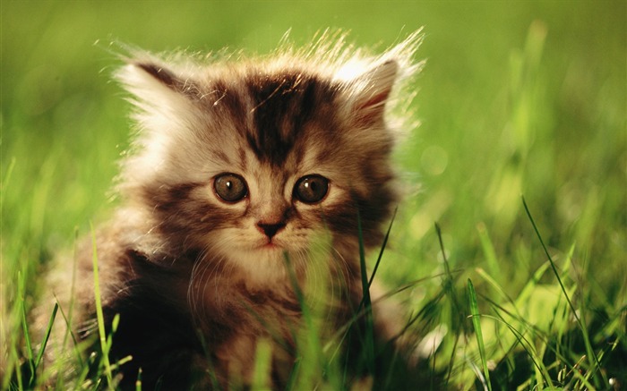 27 Sweet Baby Persian Kitten on Grass Views:10368 Date:2011/8/22 2:10:26