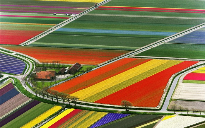 2 Amesterdão The Netherlands-Tulip Field wallpaper Visualizações:24072