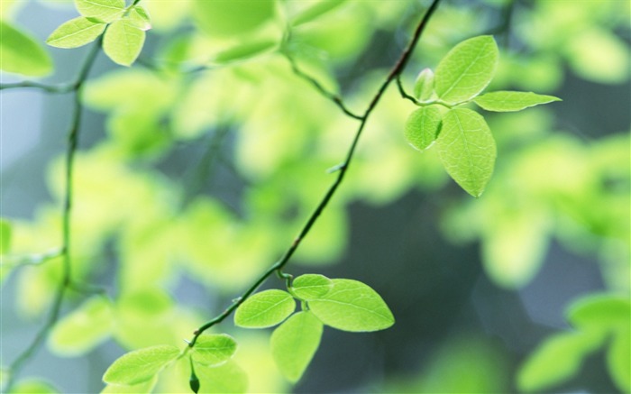 31 Enfoque suave Fotos de hojas verdes-Hojas verdes etéreas Vistas:8197