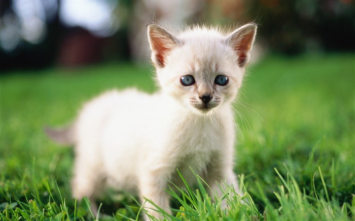 31 White Tabby Kitten on Grass Visualizações:14259