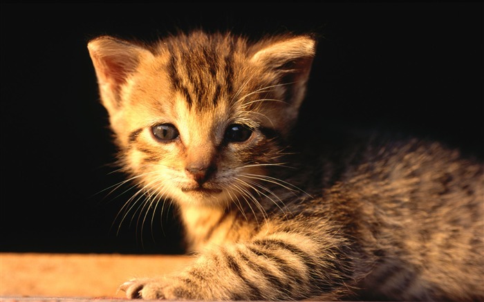 36 Little tabby Kitten at night Views:10116 Date:2011/8/22 2:16:19