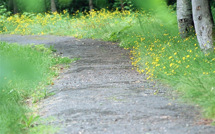 36 Foto-Diente de león a lo largo del camino Vistas:9292