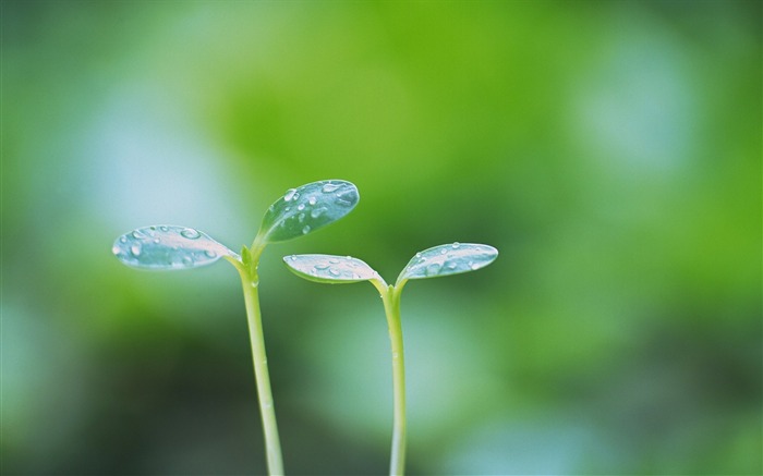 37軟焦點豆芽照片 - 夢幻般的綠豆芽照片 查看次數:9300