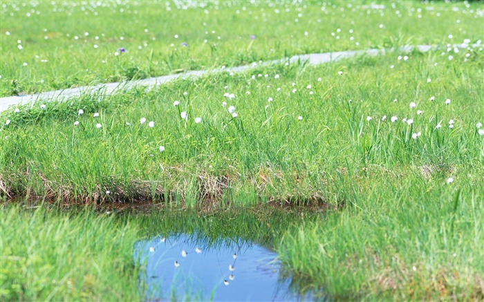 42 foto-Hierba de algodón cerca del campo de agua de las fotos de la hierba de algodón Vistas:8885