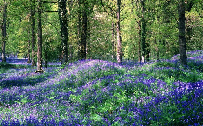 4 Papel de parede do Reino Unido-Royal Forest Dean Hyacinth Visualizações:23183