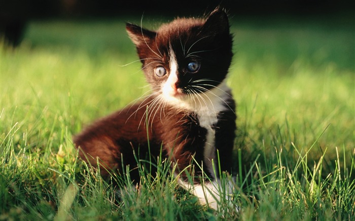 8 5 week kitten wallpaper-Loveable Baby Kitten on Grass Views:12928 Date:2011/8/22 1:36:21