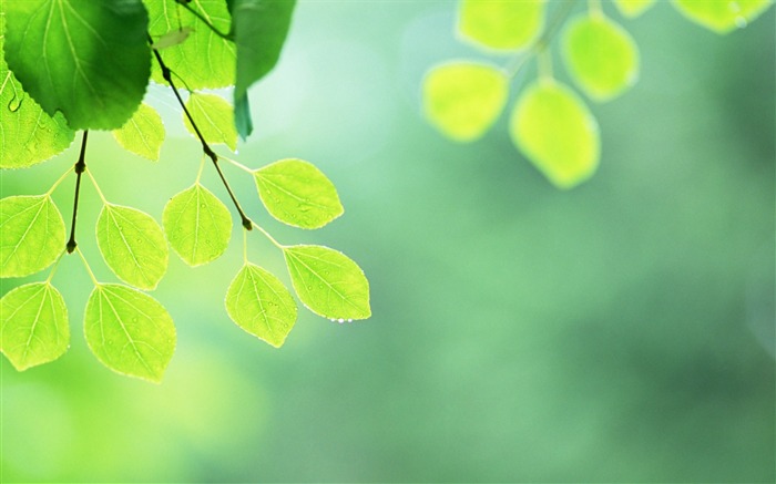 8 Enfoque suave Fotos de hojas verdes-Hojas etéreas verdes Vistas:13512