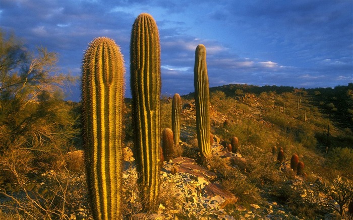 Arizona-South Mountain Park Cactus Wallpaper Views:13581 Date:2011/8/5 10:25:40