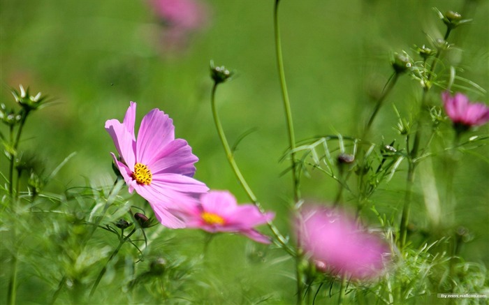 Fleurs-grass automne dans le cosmos Wallpaper 02 Vues:10155