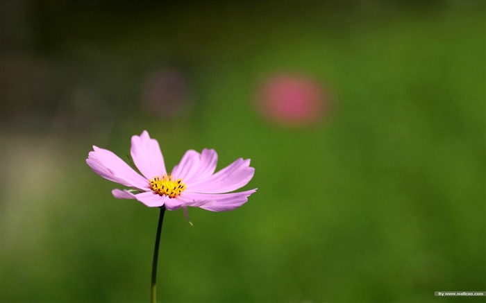 Fleurs-grass automne dans le cosmos Wallpaper 03 Vues:10307