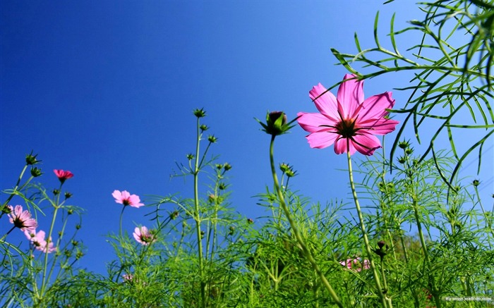 Fleurs-grass automne dans le cosmos Wallpaper 04 Vues:16106