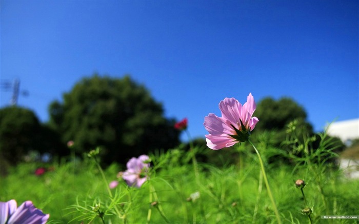 Fleurs-grass automne dans le cosmos Wallpaper 05 Vues:9084