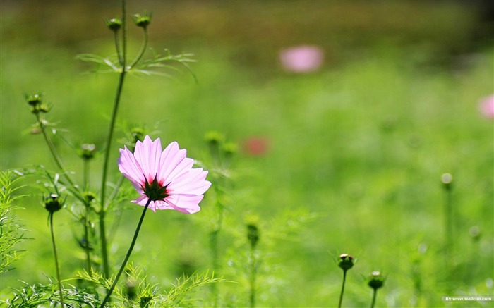 Fleurs-grass automne dans le cosmos Wallpaper 06 Vues:10806