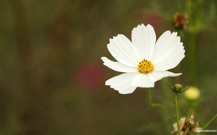 Fleurs-grass automne dans le cosmos Wallpaper 07 Vues:9394