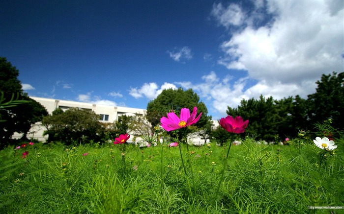 Fleurs-grass automne dans le cosmos Wallpaper 10 Vues:9449