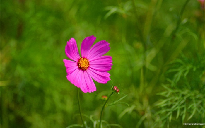 Fleurs-grass automne dans le cosmos Wallpaper 11 Vues:10103